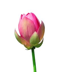 Attēlu rezultāti vaicājumam “Lotus sp. bud”