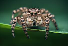 Attēlu rezultāti vaicājumam “Aelurillus v-insignitus”