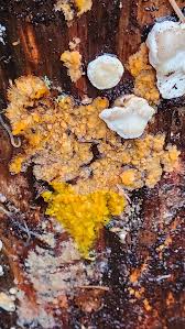 Attēlu rezultāti vaicājumam “Physarum daamsii spores”