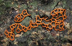 Attēlu rezultāti vaicājumam “Comatricha laxa”