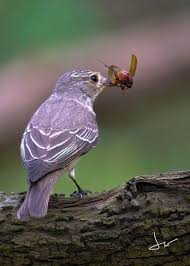 Attēlu rezultāti vaicājumam “Muscicapa striata”