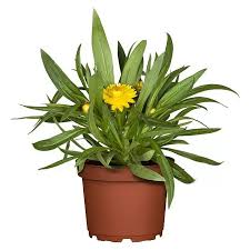 Image result for Strohblume