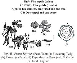 Attēlu rezultāti vaicājumam “Leguminosae”