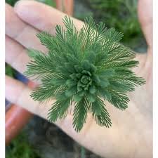 「粉綠狐尾藻」的圖片搜尋結果