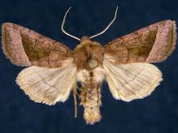 Attēlu rezultāti vaicājumam “Hydraecia micacea”