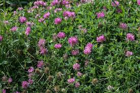 Attēlu rezultāti vaicājumam “Trifolium medium bud”