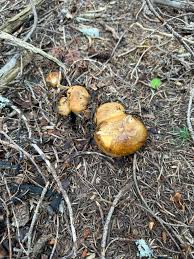 Attēlu rezultāti vaicājumam “Russulales”