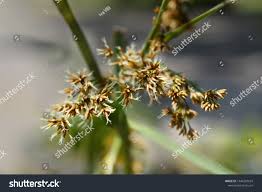Attēlu rezultāti vaicājumam “Cladium mariscus flower”