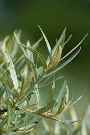 Attēlu rezultāti vaicājumam “Hippophae rhamnoides leaf”