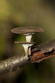 Attēlu rezultāti vaicājumam “Polyporus ciliatus”