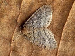 Attēlu rezultāti vaicājumam “Operophtera”