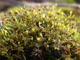 Attēlu rezultāti vaicājumam “Weissia brachycarpa”