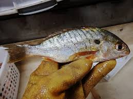 Image result for Leiostomus xanthurus