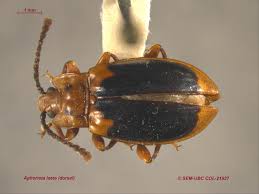 Attēlu rezultāti vaicājumam “Endomychidae”