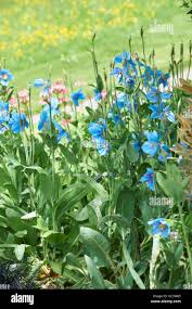 Image result for Meconopsis betonicifolia