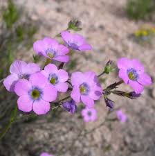 Attēlu rezultāti vaicājumam “Polemoniaceae”