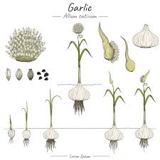 Attēlu rezultāti vaicājumam “Allium sativum”