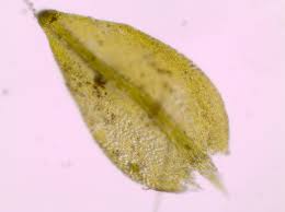 Attēlu rezultāti vaicājumam “Hygroamblystegium tenax”