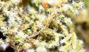 Attēlu rezultāti vaicājumam “Schistidium apocarpum young”