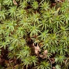 Attēlu rezultāti vaicājumam “Pogonatum urnigerum macro”