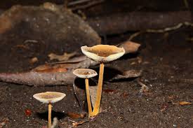 Attēlu rezultāti vaicājumam “Collybia acervata”