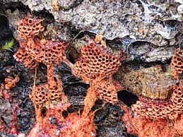 Attēlu rezultāti vaicājumam “Metatrichia sp.”