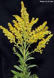 Attēlu rezultāti vaicājumam “Solidago canadensis flower”