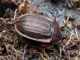 Attēlu rezultāti vaicājumam “Phosphuga atrata”