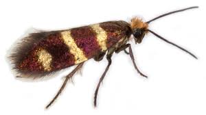 Attēlu rezultāti vaicājumam “Micropterigidae”