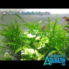 Attēlu rezultāti vaicājumam “Fontinalis antipyretica subsp. gracilis”