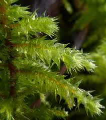 Attēlu rezultāti vaicājumam “Rhytidiadelphus triquetrus sporophyte”