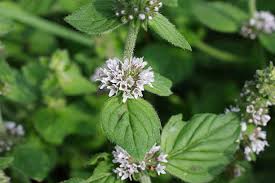 Attēlu rezultāti vaicājumam “Mentha arvensis leaf”