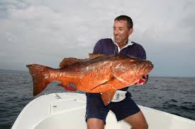 Image result for Lutjanus novemfasciatus