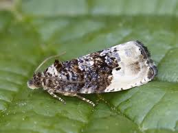 Attēlu rezultāti vaicājumam “Hedya nubiferana”