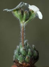 Attēlu rezultāti vaicājumam “Androsace septentrionalis fruit”