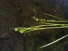 Attēlu rezultāti vaicājumam “Sparganium minimum fruit”