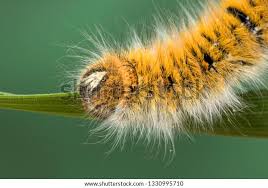 Attēlu rezultāti vaicājumam “Lasiocampa trifolii male”