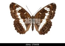 Attēlu rezultāti vaicājumam “Limenitis camilla upperside”