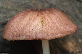 Attēlu rezultāti vaicājumam “Badhamiopsis praetermissa macro”