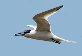 Attēlu rezultāti vaicājumam “Sterna sandvicensis adult”