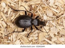 Attēlu rezultāti vaicājumam “Cychrus caraboides”