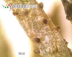 Attēlu rezultāti vaicājumam “Chara tomentosa”