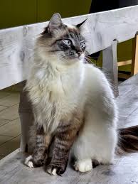 Attēlu rezultāti vaicājumam “Felis silvestris catus adult”