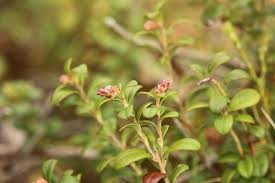 Attēlu rezultāti vaicājumam “Vaccinium vitis-idaea bud”