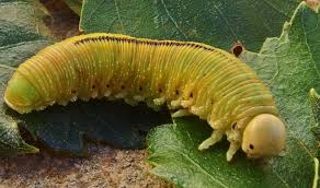 Attēlu rezultāti vaicājumam “Cimbex femoratus larva”