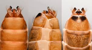 Attēlu rezultāti vaicājumam “Potamophylax”