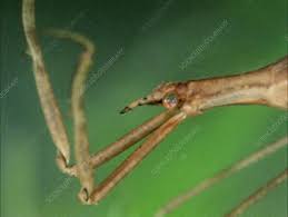 Attēlu rezultāti vaicājumam “Ranatra linearis”