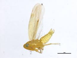 Attēlu rezultāti vaicājumam “Empoasca sp.”