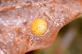 Attēlu rezultāti vaicājumam “Physarum penetrale”