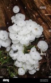 Attēlu rezultāti vaicājumam “Delicatula integrella”